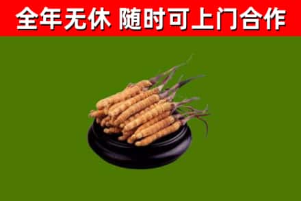 乐清烟酒回收冬虫夏草.jpg